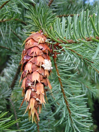 Pseudotsuga menziesii &copy; <a href="//commons.wikimedia.org/wiki/User:Wsiegmund" title="User:Wsiegmund">Walter Siegmund</a> <a href="//commons.wikimedia.org/wiki/User_talk:Wsiegmund" title="User talk:Wsiegmund">(talk)</a>