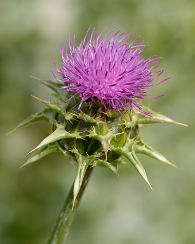 Ptilostemon casabonae © <a href="//commons.wikimedia.org/wiki/User:Jastrow" title="User:Jastrow">Marie-Lan Nguyen</a>