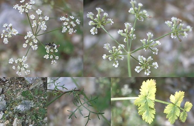 Ptychotis saxifraga &copy; Laurent Sicart