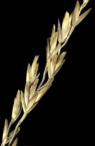 Puccinellia fasciculata &copy; Andrea Moro