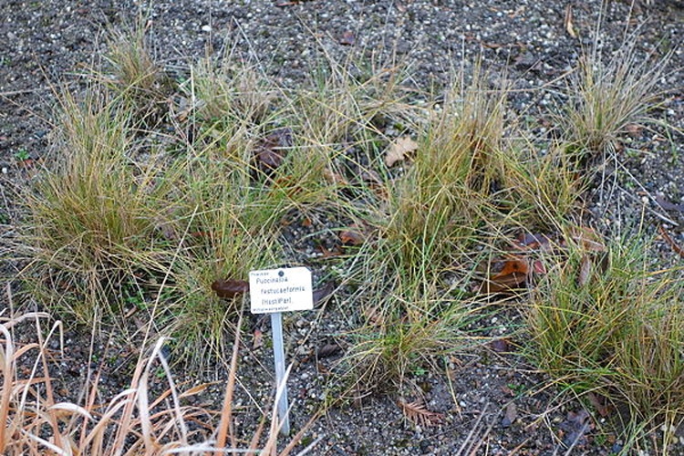 Puccinellia festuciformis &copy; <a href="//commons.wikimedia.org/wiki/User:Daderot" title="User:Daderot">Daderot</a>