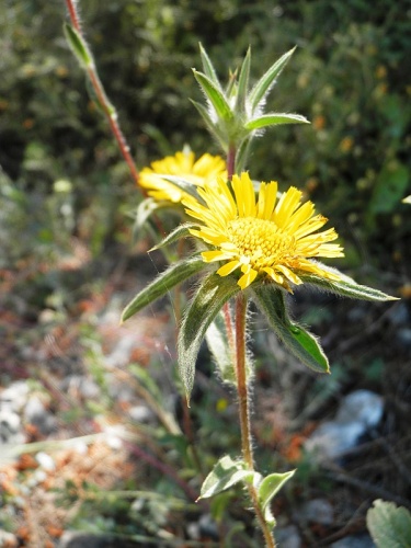 Pulicaria arabica © Ariel Palmon