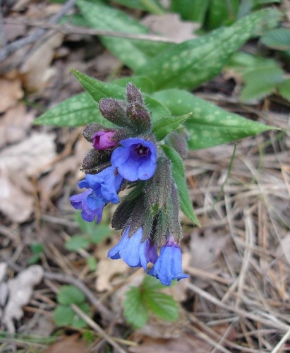 Pulmonaria affinis © © Jean Tosti; <a href="//commons.wikimedia.org/wiki/User:Jeantosti" title="User:Jeantosti">User:Jeantosti</a>