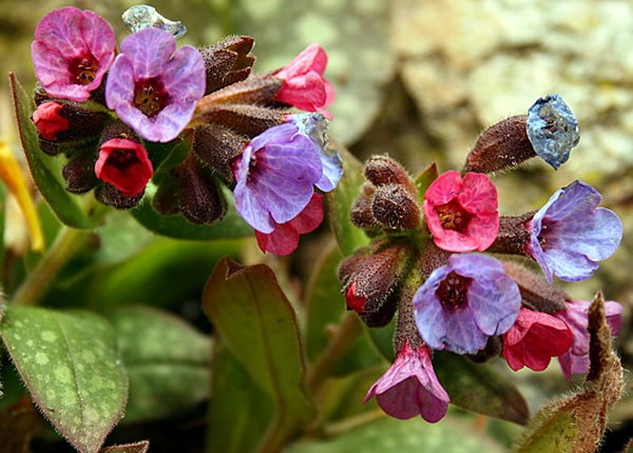 Pulmonaria longifolia © <a href="//commons.wikimedia.org/wiki/User:Hedwig_Storch" title="User:Hedwig Storch">Hedwig Storch</a>