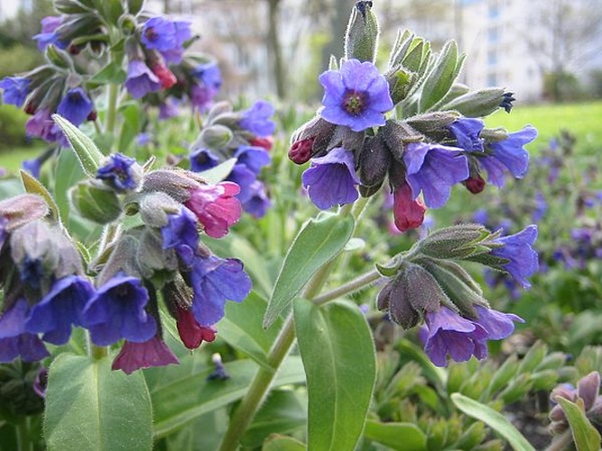 Pulmonaria mollis © <a href="//commons.wikimedia.org/wiki/User:DHochmayr" title="User:DHochmayr">DHochmayr</a>
