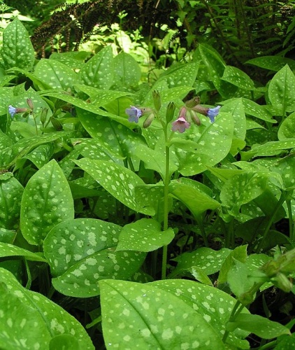 Pulmonaria officinalis © 