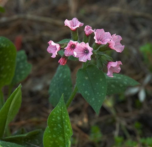 Pulmonaria saccharata © <a href="//commons.wikimedia.org/wiki/User:Wouterhagens" title="User:Wouterhagens">Wouter Hagens</a>