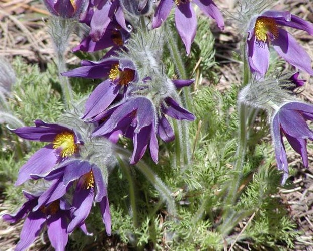 Pulsatilla vulgaris © <a href="//commons.wikimedia.org/wiki/User:Stan_Shebs" title="User:Stan Shebs">User:Stan Shebs</a>
