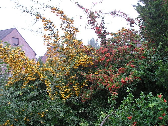 Pyracantha coccinea &copy; <a href="//commons.wikimedia.org/wiki/User:Noebse" title="User:Noebse">noebse</a>