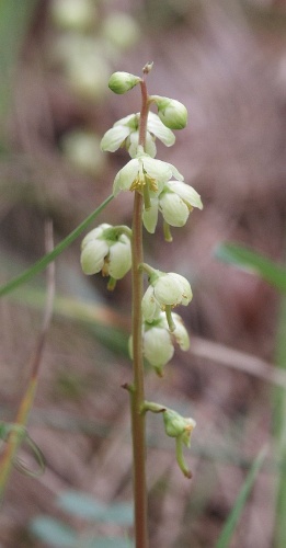 Pyrola chlorantha © <a href="//commons.wikimedia.org/wiki/User:BerndH" title="User:BerndH">Bernd Haynold</a>