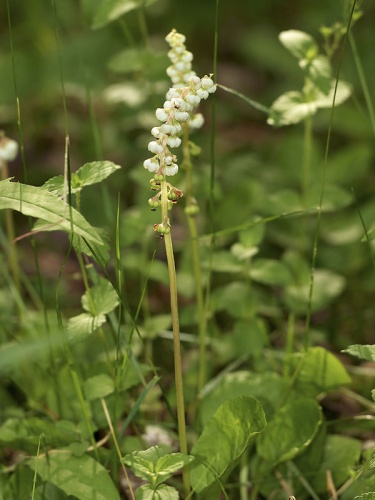 common wintergreen © <a href="//commons.wikimedia.org/wiki/User:LC-de" title="User:LC-de">Jörg Hempel</a>