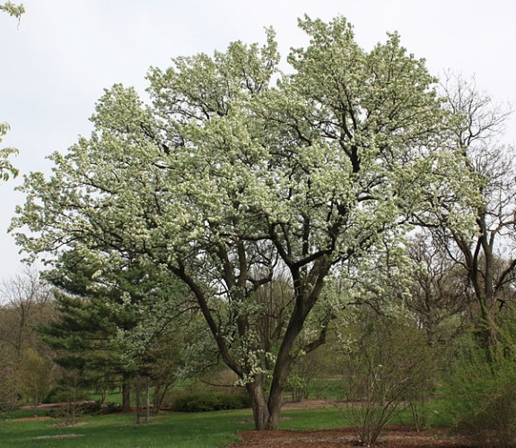 Pyrus calleryana &copy; <a href="//commons.wikimedia.org/wiki/User:Bruce_Marlin" title="User:Bruce Marlin">Bruce Marlin</a>