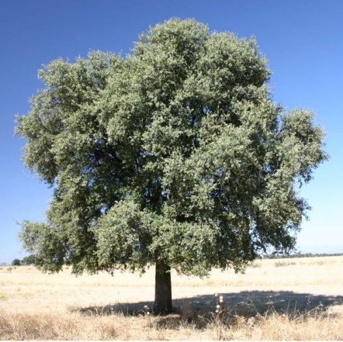 Quercus ilex &copy; 