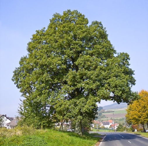Quercus petraea &copy; Willow
