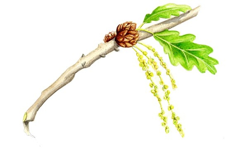 Quercus pubescens © G.Bernetti/EUFORGEN