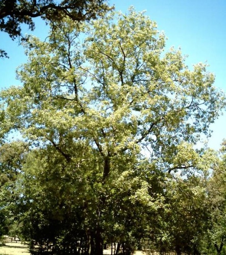Quercus pyrenaica © 