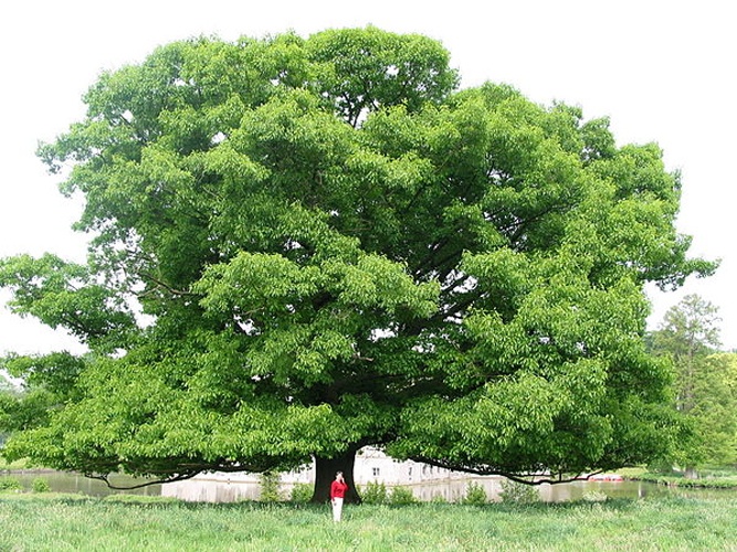 Quercus rubra &copy; <a href="//commons.wikimedia.org/wiki/User:Jean-Pol_GRANDMONT" title="User:Jean-Pol GRANDMONT">Jean-Pol GRANDMONT</a>