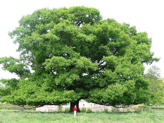 Quercus rubra © <a href="//commons.wikimedia.org/wiki/User:Jean-Pol_GRANDMONT" title="User:Jean-Pol GRANDMONT">Jean-Pol GRANDMONT</a>