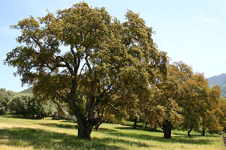 Quercus suber &copy; <a href="//commons.wikimedia.org/wiki/User:Jean-Pol_GRANDMONT" title="User:Jean-Pol GRANDMONT">Jean-Pol GRANDMONT</a>
