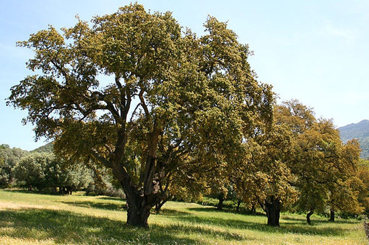 Quercus suber © <a href="//commons.wikimedia.org/wiki/User:Jean-Pol_GRANDMONT" title="User:Jean-Pol GRANDMONT">Jean-Pol GRANDMONT</a>
