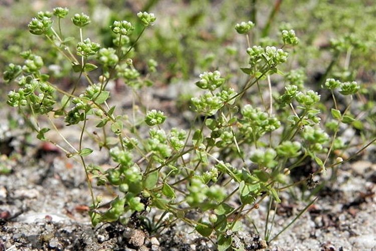 Radiola linoides © <a href="//commons.wikimedia.org/wiki/User:Hajotthu" title="User:Hajotthu">Hajotthu</a>