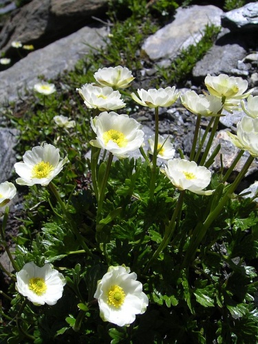 Ranunculus alpestris &copy; Simon Eugster --<a href="//commons.wikimedia.org/wiki/User:LivingShadow" title="User:LivingShadow">Simon</a> 16:38, 15 July 2006 (UTC)