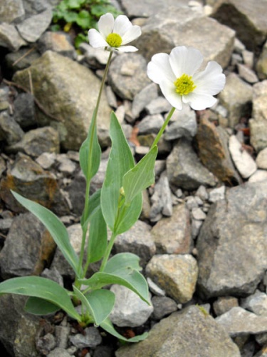 Ranunculus amplexicaulis © <a href="//commons.wikimedia.org/wiki/Ghislain118" class="mw-redirect" title="Ghislain118">Ghislain118</a>  <a rel="nofollow" class="external free" href="http://www.fleurs-des-montagnes.net">http://www.fleurs-des-montagnes.net</a>