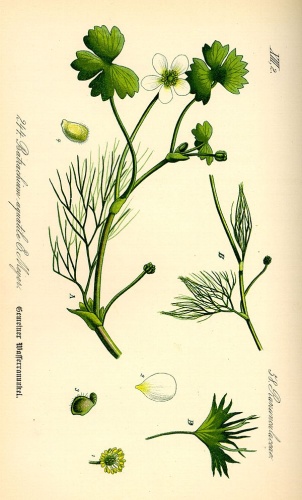 Ranunculus aquatilis © 