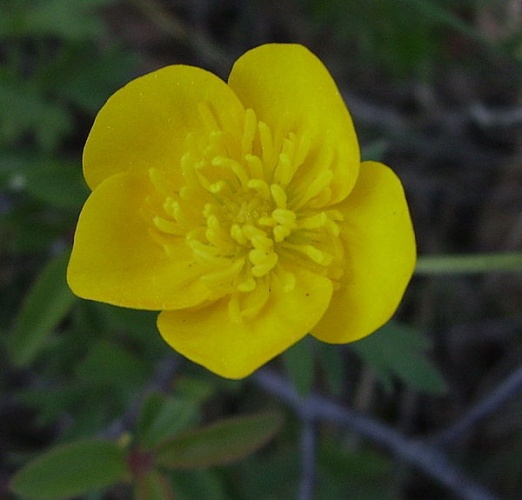 Ranunculus arvensis © <a href="//commons.wikimedia.org/wiki/User:Victor_M._Vicente_Selvas" title="User:Victor M. Vicente Selvas">Victor M. Vicente Selvas</a>