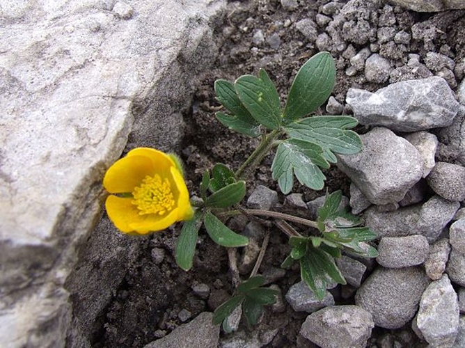 Ranunculus breyninus © Jerzy Opioła