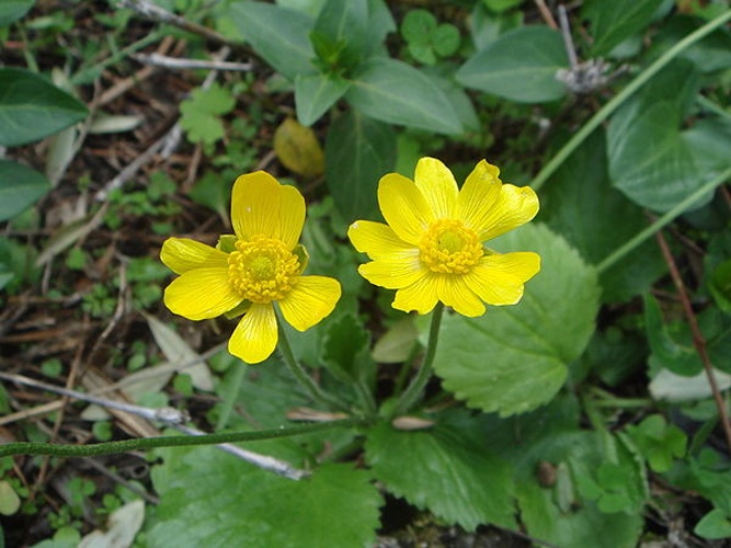 Ranunculus bullatus © <a href="//commons.wikimedia.org/wiki/User:Xemenendura" title="User:Xemenendura">Xemenendura</a>