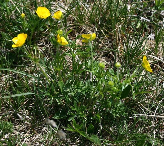 Ranunculus carinthiacus &copy; <a href="//commons.wikimedia.org/wiki/User:Franz_Xaver" title="User:Franz Xaver">Franz Xaver</a>