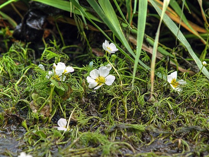 Ranunculus circinatus © <a href="//commons.wikimedia.org/wiki/User:LC-de" title="User:LC-de">Jörg Hempel</a>