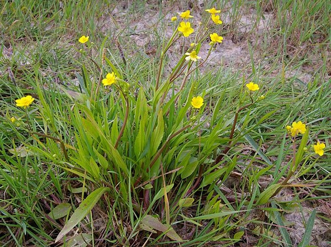 Ranunculus flammula © <a href="//commons.wikimedia.org/wiki/User:Fice" title="User:Fice">Christian Fischer</a>