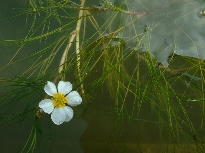 Ranunculus fluitans © 