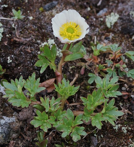 Ranunculus glacialis © <a href="//commons.wikimedia.org/w/index.php?title=User:Alinja&amp;action=edit&amp;redlink=1" class="new" title="User:Alinja (page does not exist)">Alinja</a>