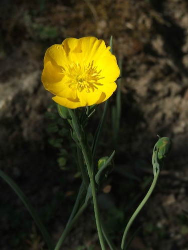 Ranunculus gramineus © <a href="//commons.wikimedia.org/wiki/User:Pipi69e" title="User:Pipi69e">PiPi</a>