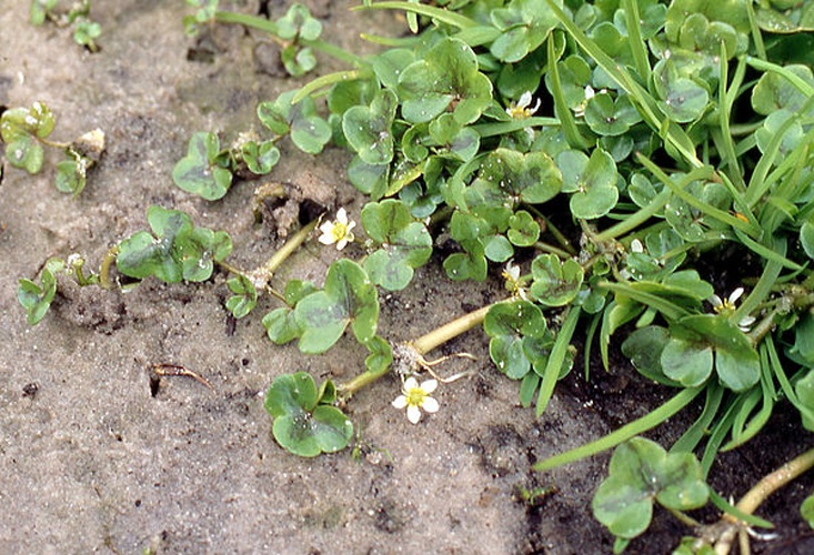 Ranunculus hederaceus © <a href="//commons.wikimedia.org/wiki/User:Fice" title="User:Fice">Christian Fischer</a>