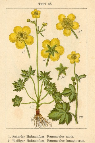 Ranunculus lanuginosus &copy; Johann Georg Sturm (Painter: Jacob Sturm)