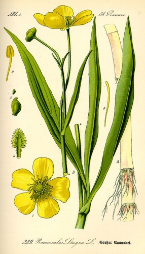 Ranunculus lingua © 