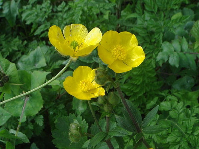 Ranunculus macrophyllus © <a href="//commons.wikimedia.org/wiki/User:Xemenendura" title="User:Xemenendura">Xemenendura</a>