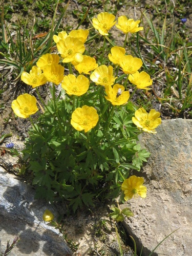 Ranunculus montanus &copy; <a href="//commons.wikimedia.org/wiki/User:Meneerke_bloem" title="User:Meneerke bloem">Meneerke bloem</a>