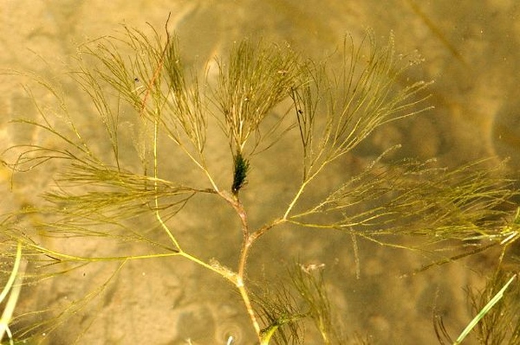 Ranunculus ololeucos © James K. Lindsey