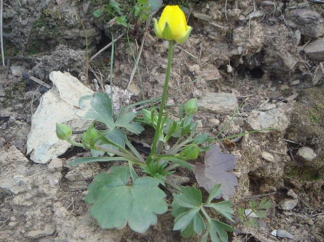 Ranunculus paludosus &copy; <a href="//commons.wikimedia.org/wiki/User:Xemenendura" title="User:Xemenendura">Xemenendura</a>
