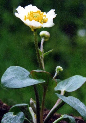 Ranunculus parnassifolius © <a href="//commons.wikimedia.org/wiki/Ghislain118" class="mw-redirect" title="Ghislain118">Ghislain118 (AD) </a> <a rel="nofollow" class="external free" href="http://www.fleurs-des-montagnes.net">http://www.fleurs-des-montagnes.net</a>