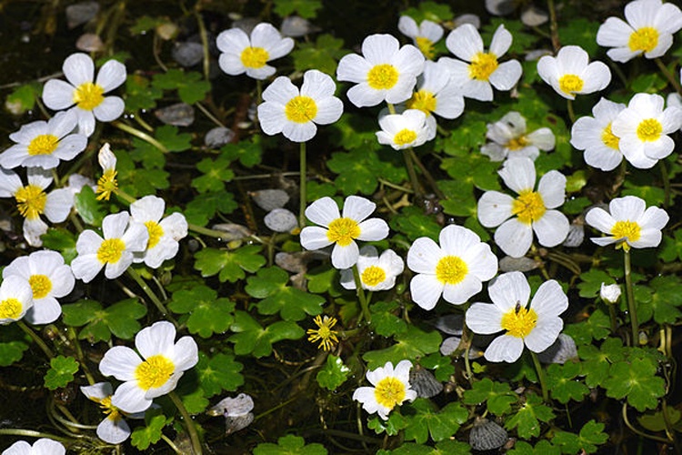 Ranunculus peltatus © <a href="//commons.wikimedia.org/wiki/User:Fice" title="User:Fice">Christian Fischer</a>