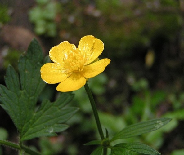 Ranunculus repens &copy; 