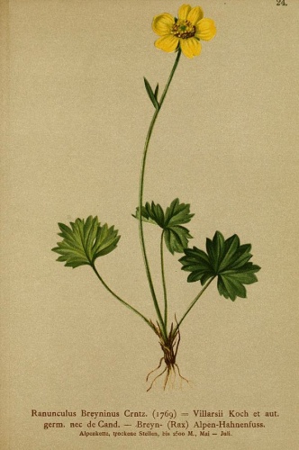 Ranunculus serpens © Dalla Torre, K. W. von; Deutscher Alpenverein (Founded 1874); Hartinger, Anton