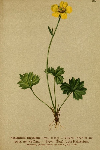 Ranunculus serpens &copy; Dalla Torre, K. W. von; Deutscher Alpenverein (Founded 1874); Hartinger, Anton