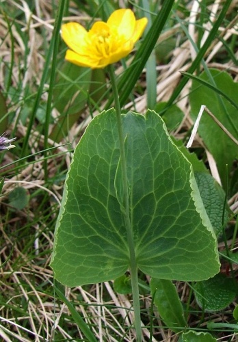 Ranunculus thora © Jerzy Opioła